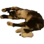 1764194304441.webp 1764194304441.webp