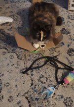 5953606914676335940.jpeg 5953606914676335940.jpeg