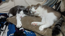 1764710559515.png 1764710559515.png