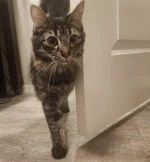 Gigi.webp