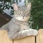 Frank on fence.webp