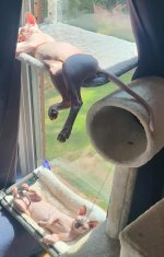 such a hard kitty life.jpg