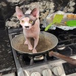 dizzy in the dishes.jpg