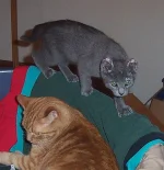 Burnie stalking.webp