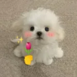 puppy.webp