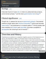 Staphylococcus pasteuri.webp