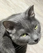 Smokey the Cat.webp