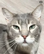 Radar AKA Kee Kat.webp