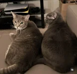Both Chonkers.webp