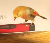 bird 7.webp