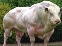 trenbullone.webp