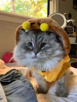 bee.webp