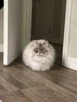 cotton ball with eyes.webp
