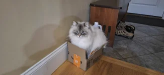in a box.webp