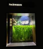 BackWaters.webp