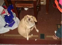 Dog rolling eyes.webp
