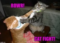 Cat fight.webp