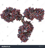 stock-photo-monoclonal-antibody-immunoglobulin-g-igg-a-mab-molecule-chemical-structure-most-c...webp