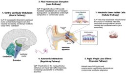 biomedicines-13-01049-g005.jpg