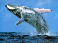 blue_Whale.webp