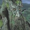 Treebeard