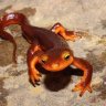Lazynewt