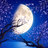 MoonWillow