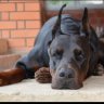 Incognitodoberman