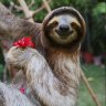 ResearchSloth78