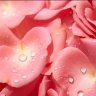 ZuZuPetals