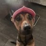 Justagirlandherdog