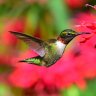 Rubyhummingbird