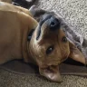 CheesyPotato