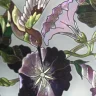 Purplepansy
