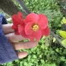 RoseRose
