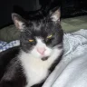 Figis1badcat