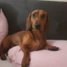 mongchopz