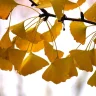 WanderingGinkgo
