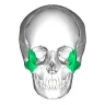 Clavicular's Hammer