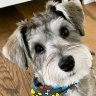 SchnauzerGal