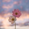 Lolo_86