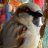 Sparrowmom17