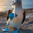 bluefootedboobie