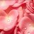ZuZuPetals