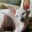 Sphynx Breeder