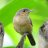 lilbrownbird