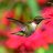 Rubyhummingbird