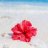 Sea hibiscus
