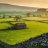 Wensleydale