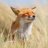 foxgirl